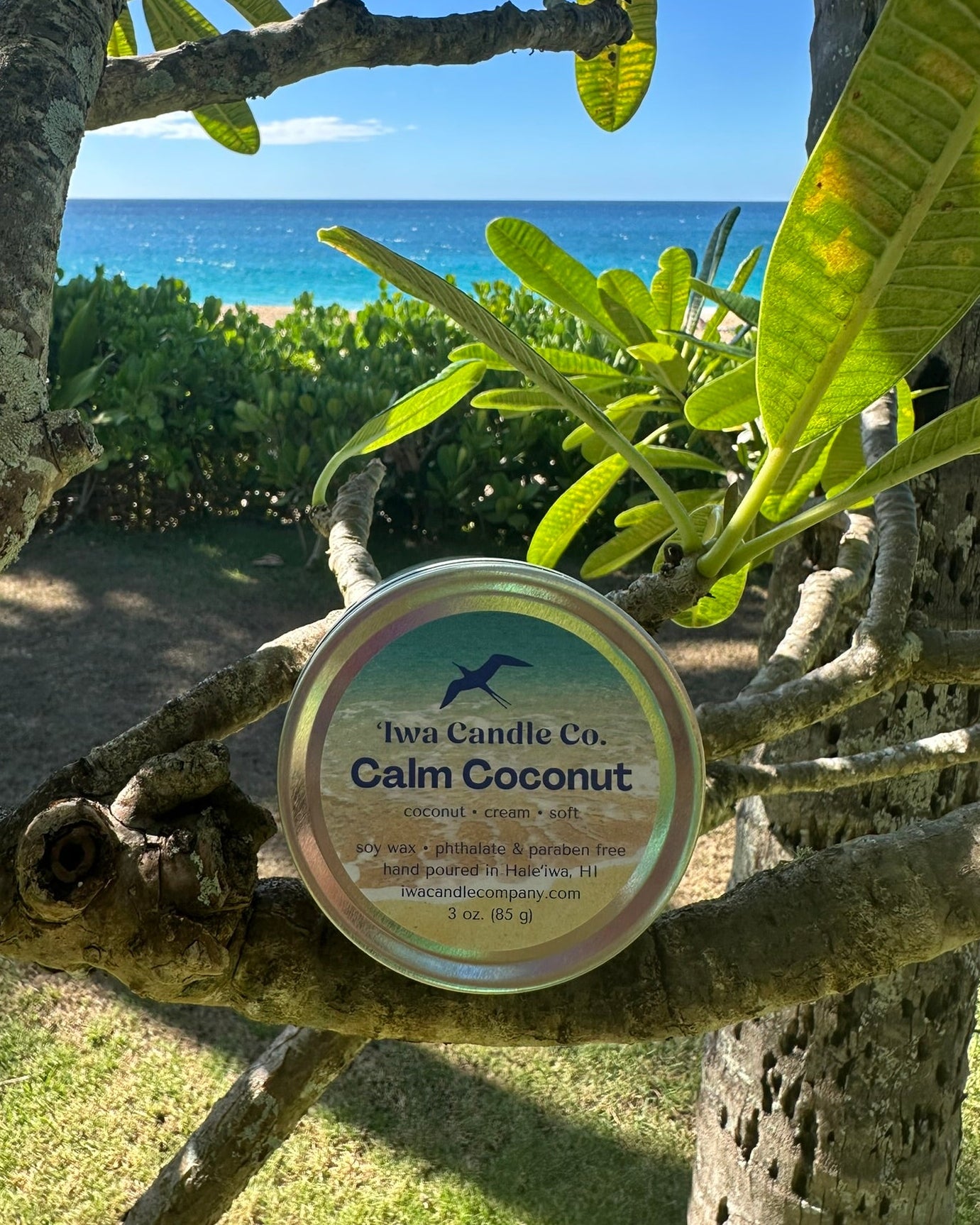 A round tin of Iwa Candle Co.'s Calm Coconut scented candle is displayed on a tree branch outdoors, with a tropical beach and ocean background visible through the green leaves.