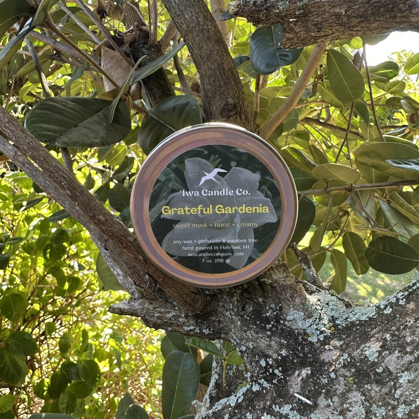 A round tin of Grateful Gardenia candle  is displayed on a tree branch surrounded by green leaves.
