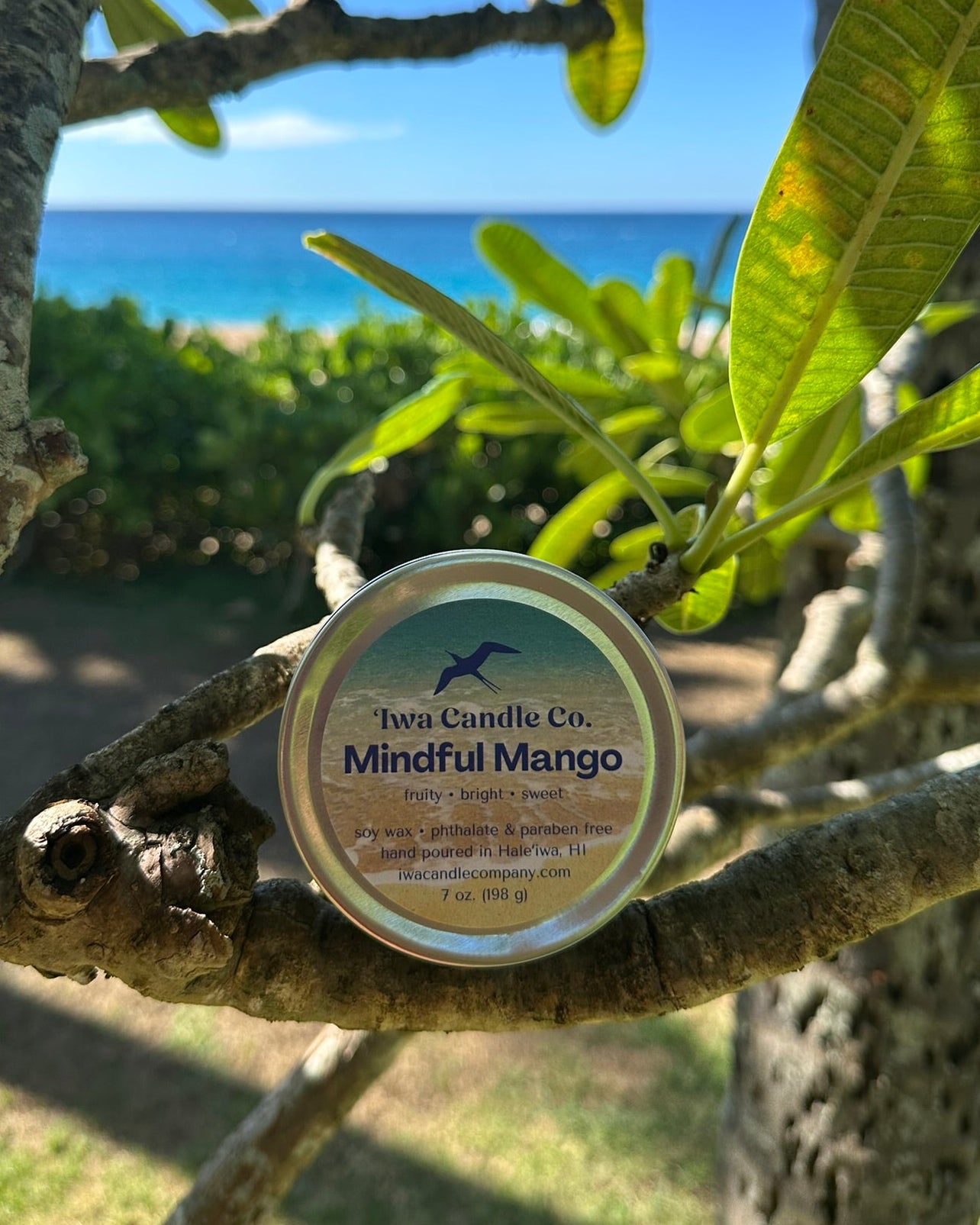 A round tin of a mango scented candle is displayed on a tree branch outdoors, with green leaves and a tropical ocean background visible.