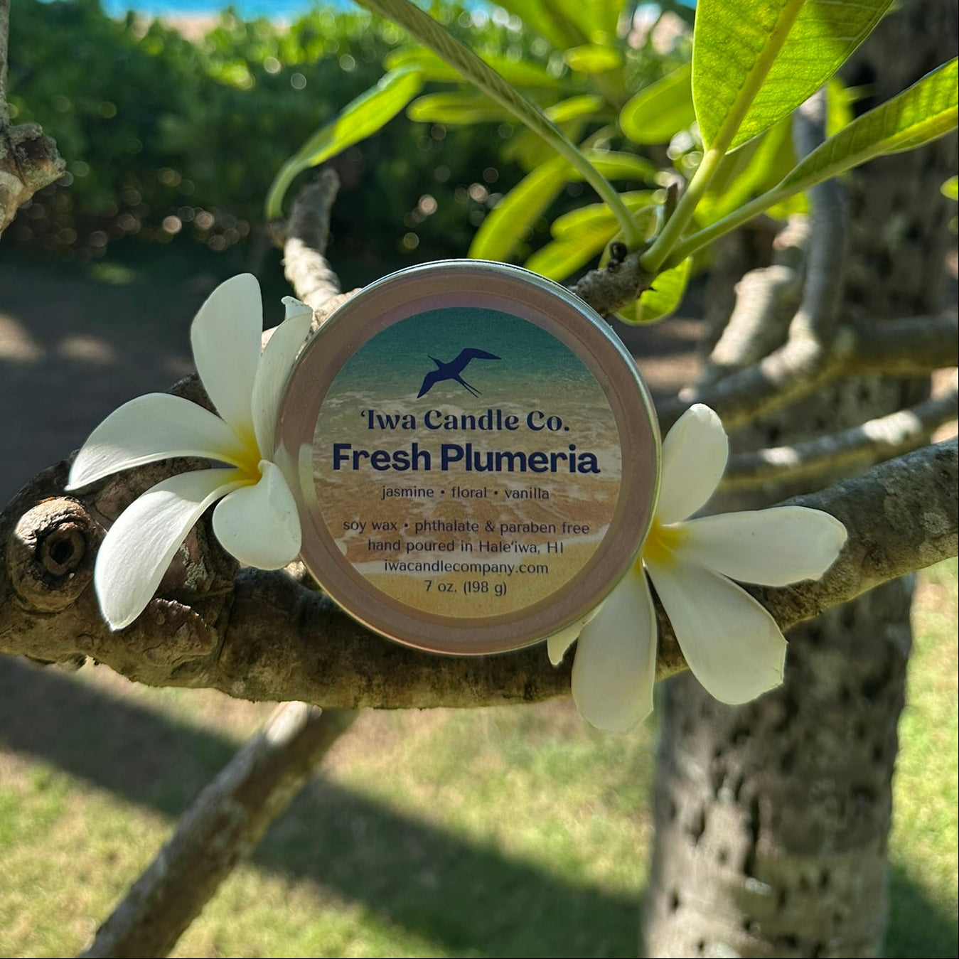 A round tin of Two Candle Co. Fresh Plumeria scented wax melt hangs from a tree branch outdoors, surrounded by white plumeria flowers, with a beach and ocean blurred in the background.